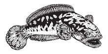 
Black White Snakehead Fish Channa. Image For Logo, Sticker Or Shirt Design, Illustration Vector Cartoon EPS10.