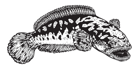 
Black white Snakehead fish channa. Image for logo, sticker or shirt design, illustration vector cartoon EPS10.