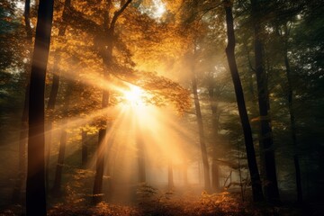 Sticker - Golden sunlight filtering through a dense forest canopy in autumn.