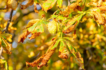 Sticker - chestnuts on a tree in autumn