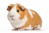 Fototapeta Pokój dzieciecy - A cute guinea pig sitting on a white floor
