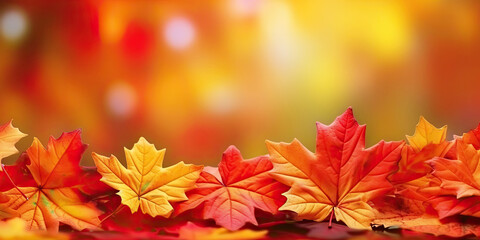 Wall Mural - autumn horizontal banner with a frame of bright red and yellow maple leaves on blurred background. f