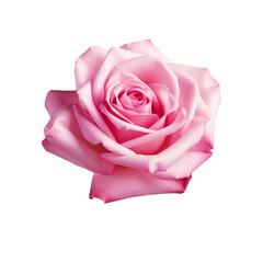 Wall Mural - Beautiful single pink rose isolated on transparent background.