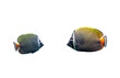 Red tailed butterflyfish isolated on transparent background. Chaetodon collare fish cutout icon