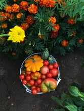 Overhead View Of A Bucket Of Freshly Picked Tomatoes, Courgettes And Squash In A Vegetable Garden, Belarus
