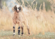 Wild Feral Baby Goat Standing In Tall Grass And Wild Flowers In Outback, Australia