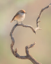 Female Red-capped Robin (Petroica Goodenovii) Perched On A Branch, Vulkathunha-Gammon Ranges National Park, South Australia, Australia