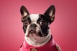 Close-up portrait photography of a funny boston terrier wearing a sailor suit against a hot pink background. With generative AI technology