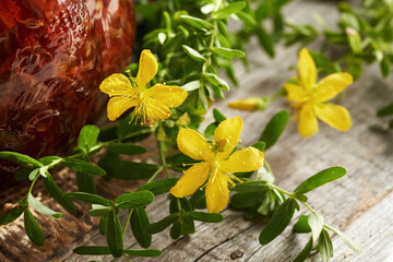 Hypericum flowers with St. John's wort oil