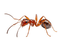 Beautiful Red Ant Isolated On Transparent Background Generative AI