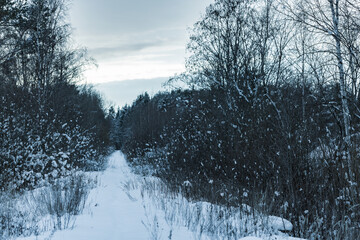 Wall Mural - Winter road goes through a snowy forest of bare trees, natural landscape