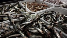 Boxes Full Of Sardine And Sea Bass Fish For Sale In Fish Shop, Delicious Grilled Or Marinated Mediterranean Diet Food