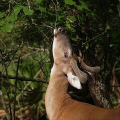 Wall Mural - In Velvet Young Buck Spike White-tailed Deer at Manatee Springs State Park Chiefland Florida