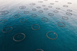 © AmazingAerialAgency - Aerial Drone View Of Round Sea Fish Farm Cages And Fishing Nets, Trabzon City, Black Sea, Turkey.