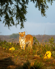 Wall Mural - wild indian female bengal tiger or panthera tigris on territory stroll head on staring with angry face in winter morning safari at dhikala jim corbett national park forest reserve uttarakhand india