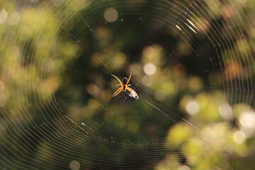 spider on web