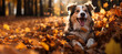 a beautiful dog running and playing with autumn leaves at a park, copy space, banner with empty space