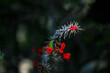 fiore rosso spinoso