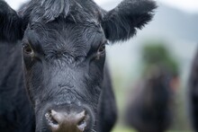 Cow Face Close Up Looking At Camera. Black Wagyu Cow