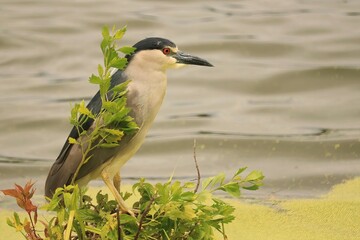 Wall Mural - Black-crowned Night Heron Adult Hunting While Perched Harris Neck NWR Townsend GA