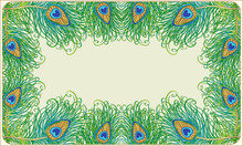 Peacock Feathers Postcard