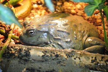 frog in the water