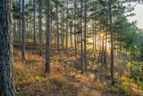 Fototapeta Na ścianę - Panorama of the forest of pine trees, fir trees and shrubs. Concept - summer landscape for decoration.