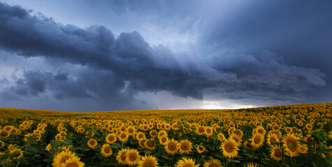 Wall Mural - Sunset's Drama: A Sunflower Symphony under the Threatening Skies