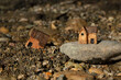 Two miniature houses in sand and on rock (stone). Close-up. Wise and solid foundation gospel parable of Jesus Christ, obedience, and faith in God. Christian biblical concept.