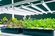 © Quality Stock Arts - Indoor agriculture modern plantation. LED light growing green plant food products technology.