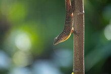 Brown Anole Vertical On Tree Branch