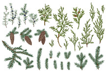 A Set Of Drawn Branches And Cones Of Spruce And Juniper. Christmas Evergreens. Winter Vintage Botany. Colorful.