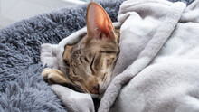 Cute Oriental Shorthair Tabby Kitten Sleeping On The Grey Cat Bed.