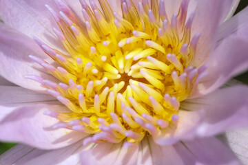 Wall Mural - close up lotus flower yellow and purple color is so beautiful