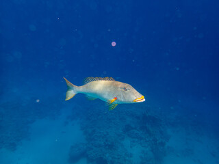 Trumpet emperor in the coral reef of the Red Sea