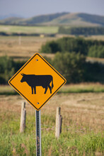 Cattle Road Sign With Fields And Rolling Hills In The Background; Alberta, Canada