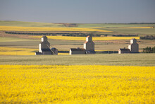 Three Old Wooden Grain Elevators At Sunrise With Flowering Canola Fields In The Foreground And Background; Mosleigh, Alberta, Canada