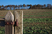 Weathered Wooden Fence Post With Rusty Hinge; Northumberland, England