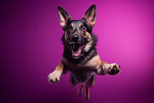 German Shepherd Dog Jumping On Purple Background