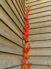 A Red-Leafed Vine Climbs The Corner Of A Building; Lake Of The Woods, Ontario, Canada