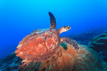 Hawksbill Turtle (eretmaochelys Imbricata); Bora Bora Island Society Islands French Polynesia South Pacific