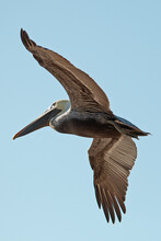A Bird In Flight; Gulf Shores Alabama United States Of America