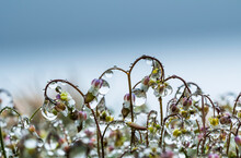 Mist Collects On Saxifrage Blossoms; Elsie, Oregon, United States Of America
