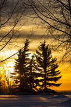 Silhouette Of Evergreen Trees Framed By Tree Branches In A Snow Covered Field At Sunrise With An Orange Cloudy Sky; Calgary, Alberta, Canada