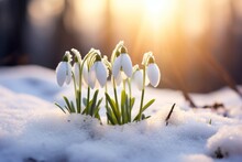 Group Of Snowdrops In The Snow