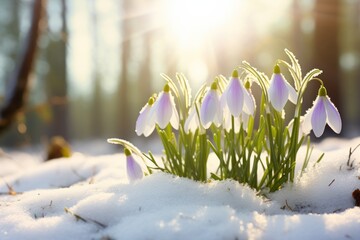 Sticker - Snowdrops in the Snow