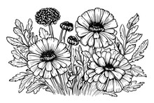 Sketch Detailed Drawing Of Bouquet Marigold Illustrations. Vector.