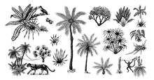 Wild Tiger And Exotic Plants. Toucan Bird And Monkey. Banana And Agave And Succulent. Tropical Trees. Eastern Landscape. Exotic Nature. Linear Jungle. Hand Drawn Sketch In Vintage Style.