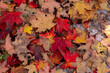 Autumn Leaves Fall Foliage October and November