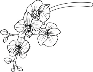 Orchid black and white vector drawing